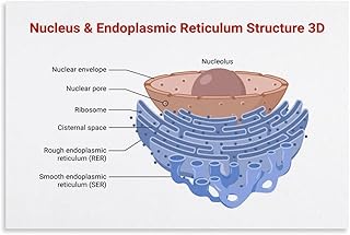 Nucleus Endoplasmic Reticulum Structure Poster Canvas Wall Art Posters For Room Aesthetic And Decor Poster For Bedroom Living Room Bathroom Kitchen Office Decor 12x18inch(30x45cm) Unframe-style