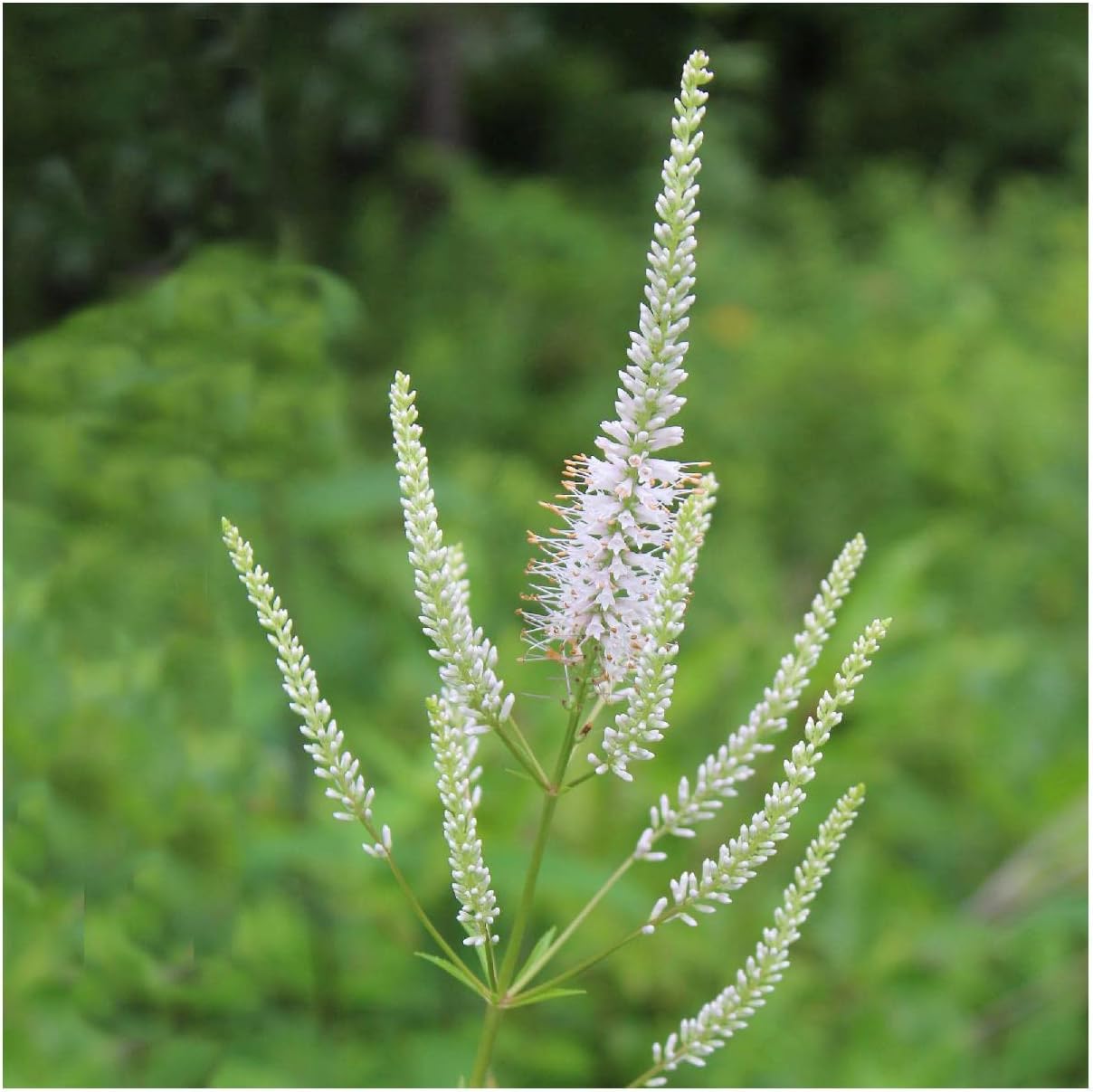 Everwilde Farms - 1 Oz Culver's Root Native Wildflower Seeds - Gold Vault