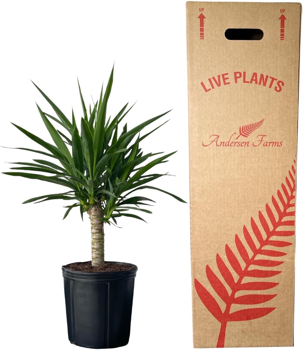 Yucca Cane – 10 Inches Grower Pot – Live Indoor/Outdoor Air Purifying Plant – Drought-Tolerant Easy Care Tropical Houseplant for Home or Office Décor