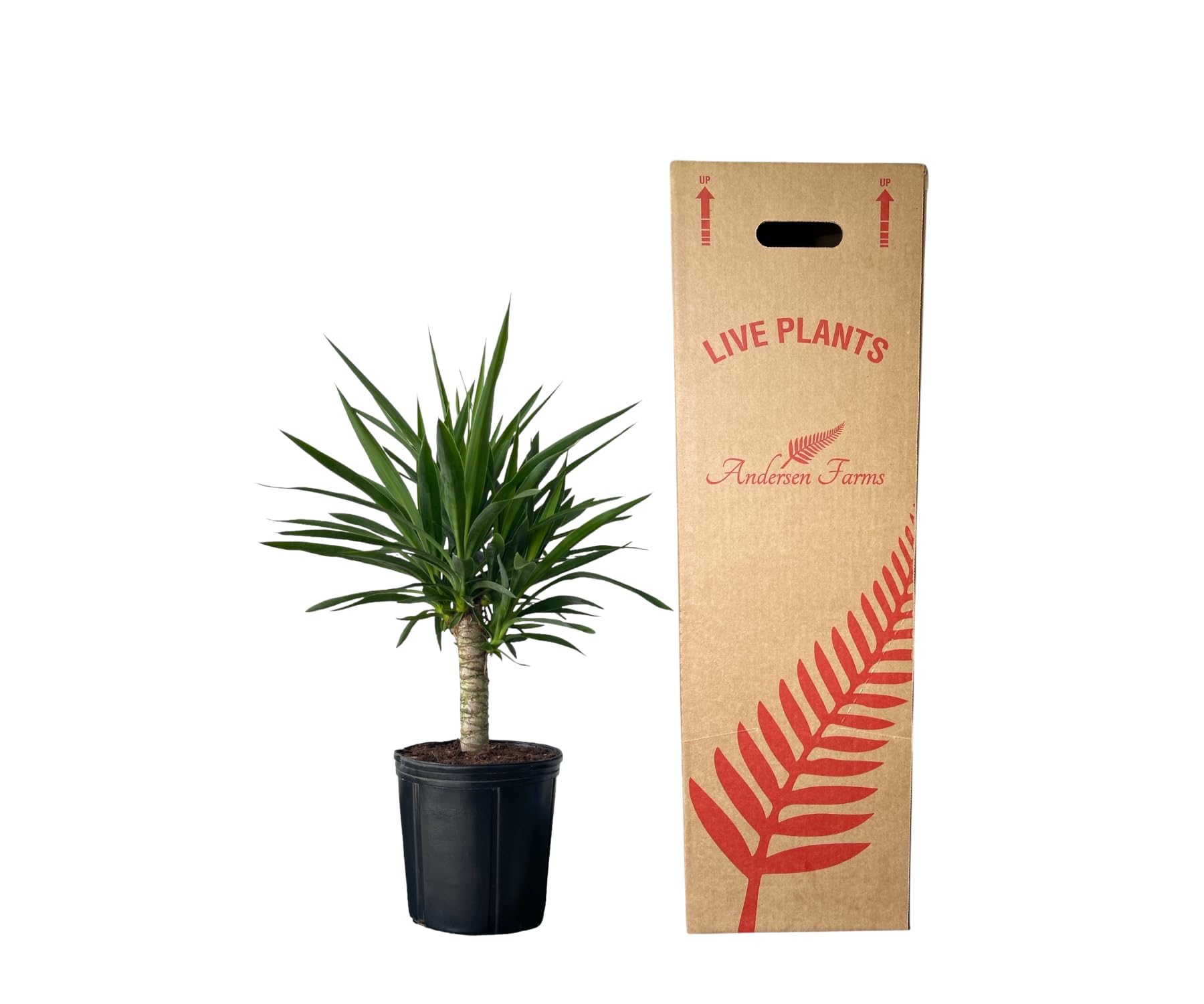 Yucca Cane – 10 Inches Grower Pot