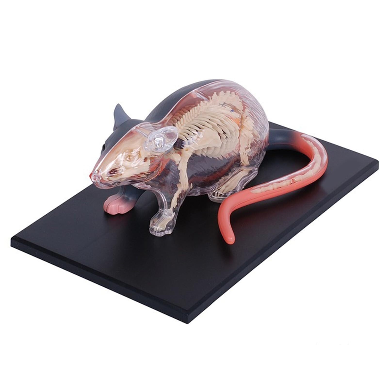 Modèle d'anatomie souris AMITD 29 pièces pour éviter les dissections