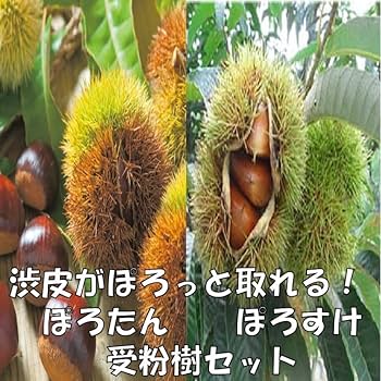 栗の木　ぽろたん　オマケ鬼子苗木1本 栗 苗木 ぽろたん 3年生接木大苗 1m苗 産地で剪定済 1.0m苗 登録