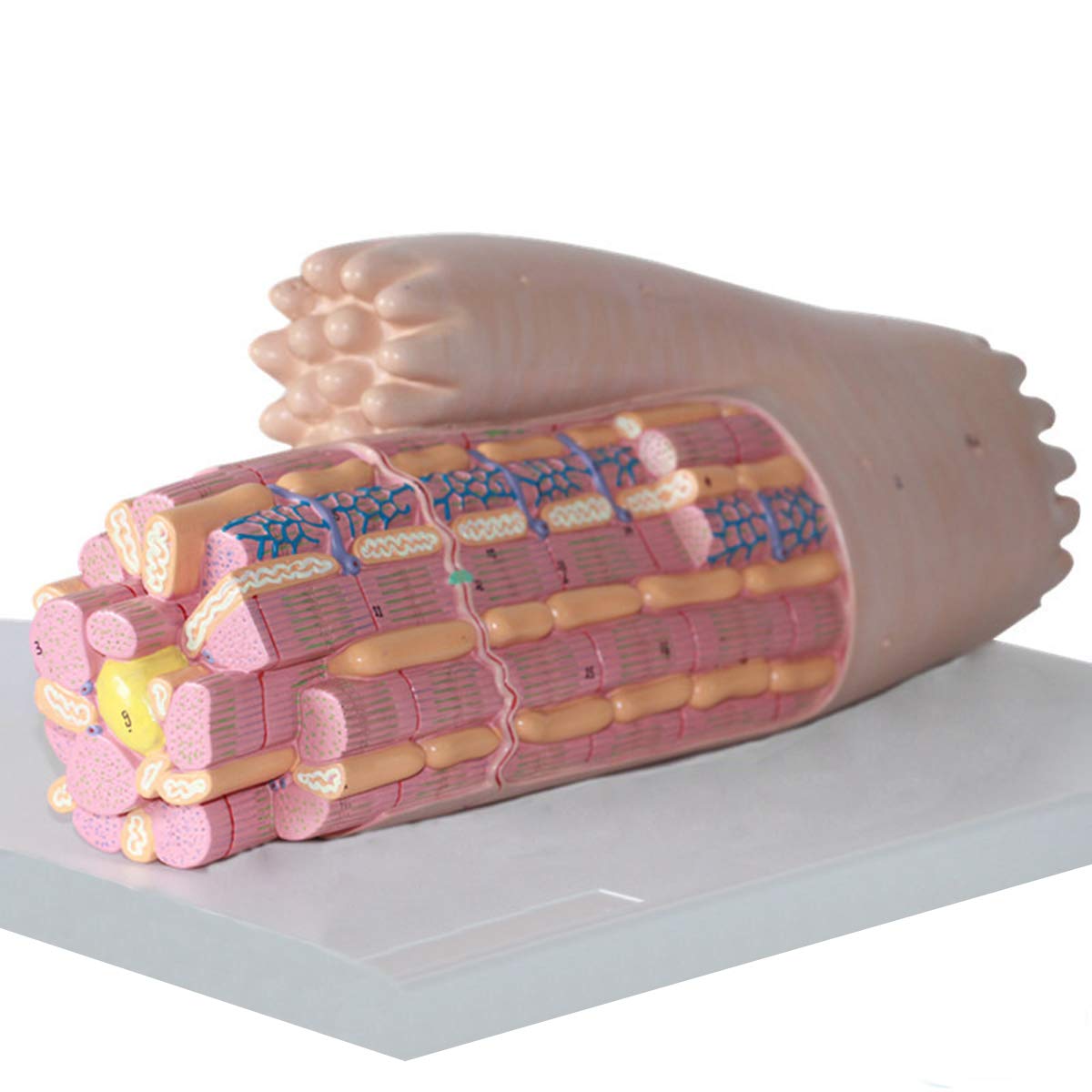Buy SHUAI Anatomy Myocardial Tissue Model, Myocardial Cells