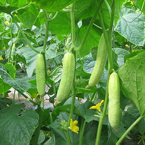Ein Profi-Pack (50 Stücke / Los) Früchte Gurkensamen Balkon Grüne Gemüsesamen Rote Gurke-Samen vergossen - Image 4