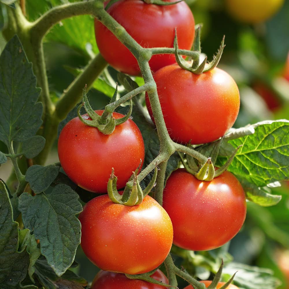 Tomato seeds hybrid all seasons, All season hybrid tomato seeds, Hybrid tomato seeds all season ( 300 seeds ) (B0BVMHZL3V) Amazon Price History, Amazon Price Tracker