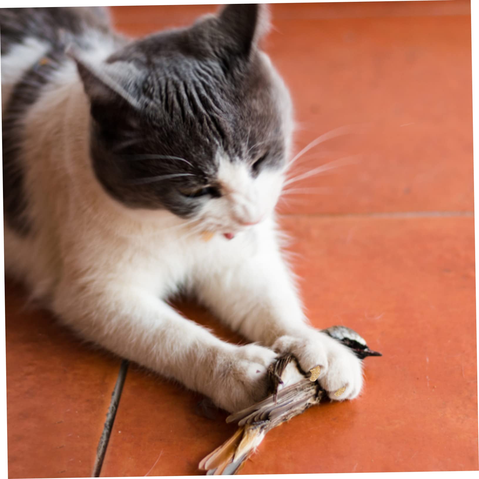 HANABASS 50sätze Krallenabdeckungen Für Katzen Nägel Schutz Für Haustiere Kratzschutz Für Möbel Und Haut Kratzfest Und Langlebig