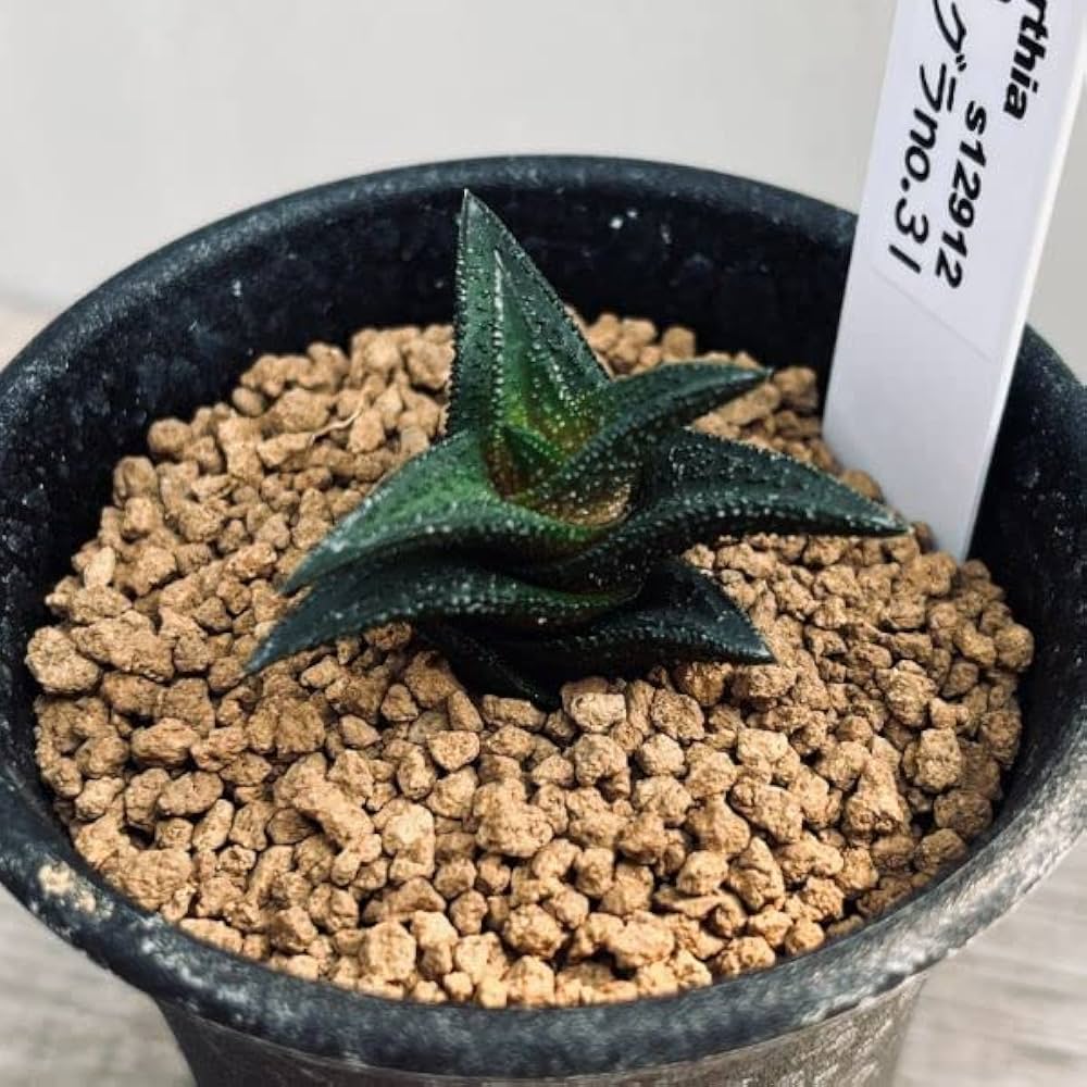 Amazon.co.jp: 多肉植物：ハオルチア ニグラ No.31* : DIY・工具