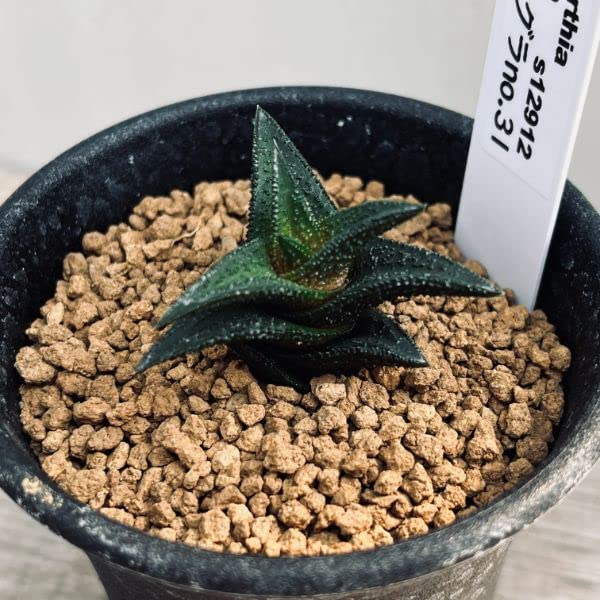 Amazon.co.jp: 多肉植物：ハオルチア ニグラ No.31* : DIY・工具・ガーデン