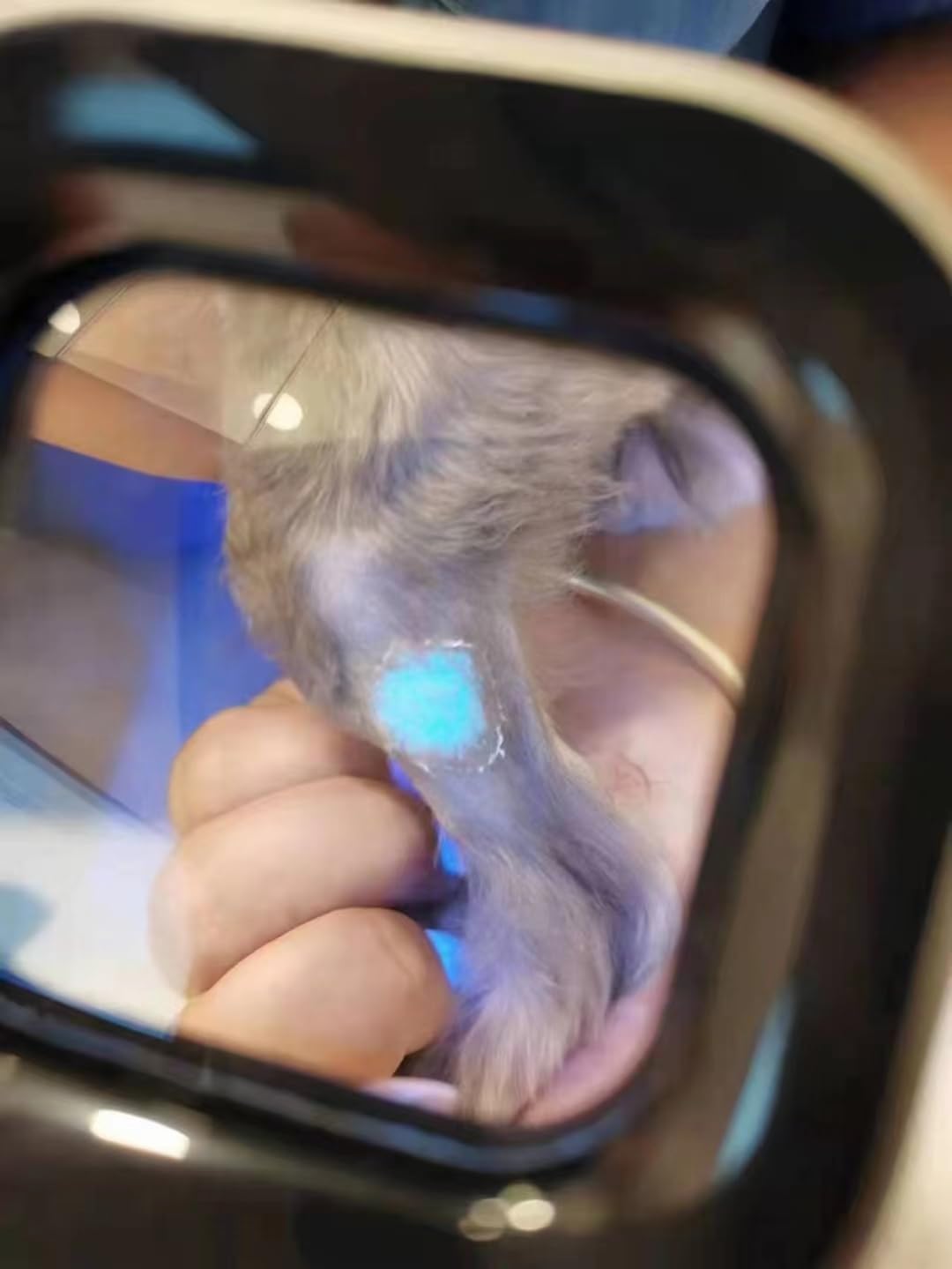 Dr. Shark Skin Examination Fungus Detector Vitiligo Pityriasis Versicolor Melasma Detector Vet Veterinary Pet cat Wood light lamp Dr. Shark Skin Examination Fungus Detector Vitiligo Pityriasis Versicolor Melasma Detector Vet Veterinary Pet cat Wood light lamp