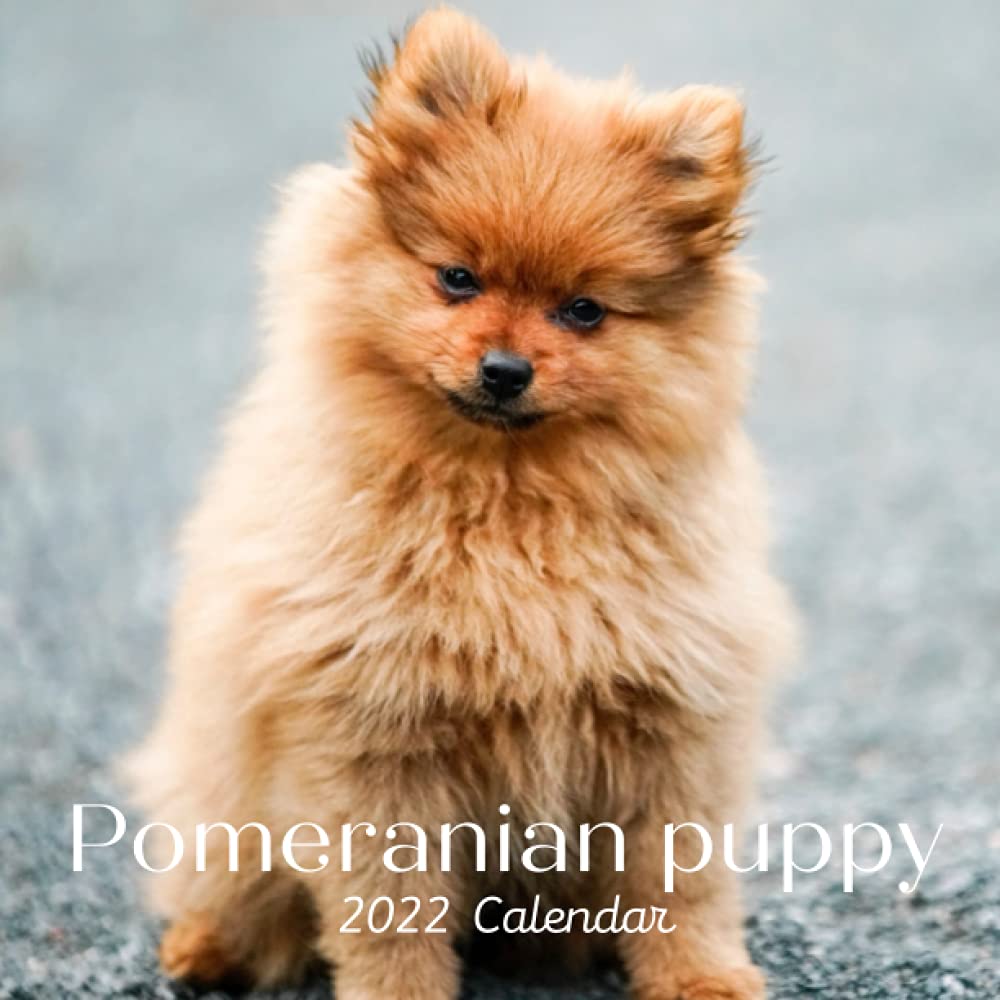 pomeranian-puppy-2022-calendar-cute-pomeranian-puppy-calendar-2022