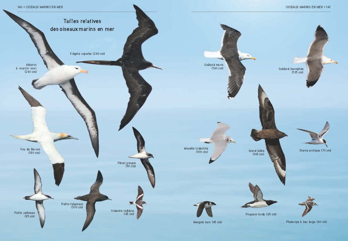 Tous les oiseaux d'Europe