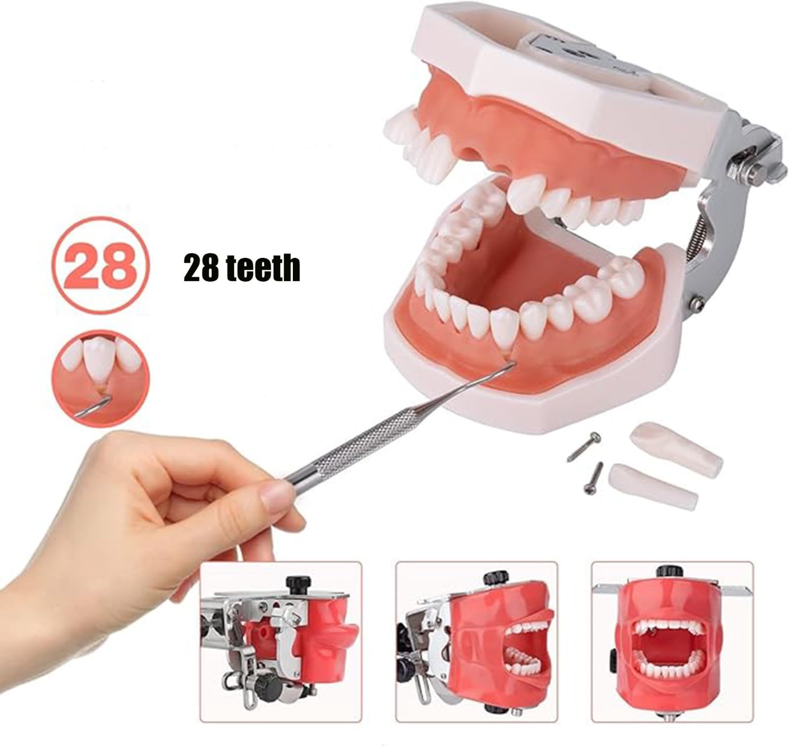 Symulator dentystyczny głowa manekina demontaż zębów model 360° regulowany do szkół dentystycznych edukacja pract nauczanie model narzędzia A