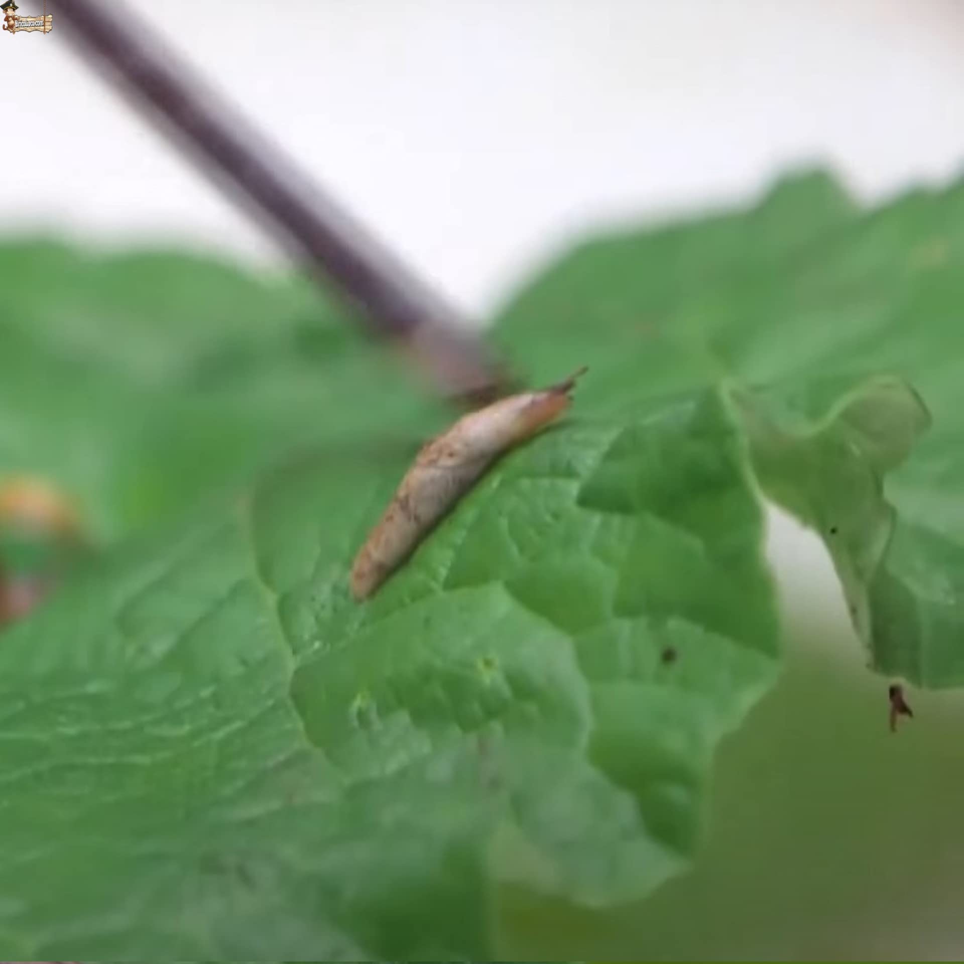 BricoLoco.com Anti-escargots et limaces écologiques Ruban en cuivre répulsif adhésif Largeur 50 mm Ne tue pas plus efficacement qu'un piège 5 rouleaux de 4 m (5)