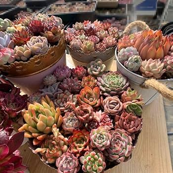 D セル苗105個セット✨多肉植物　エケベリア　詰め合わせ　寄せ植えに!! ⑮セル苗105個セット✨多肉植物 エケベリア 詰め合わせ 寄せ植え