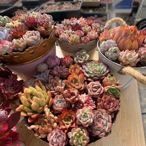 P*A様 15種類セット K1484×105苗 土付き 詰め合わせ 多肉植物 P*A様 15種類セット K1484×105苗 土付き 詰め合わせ 多肉植物