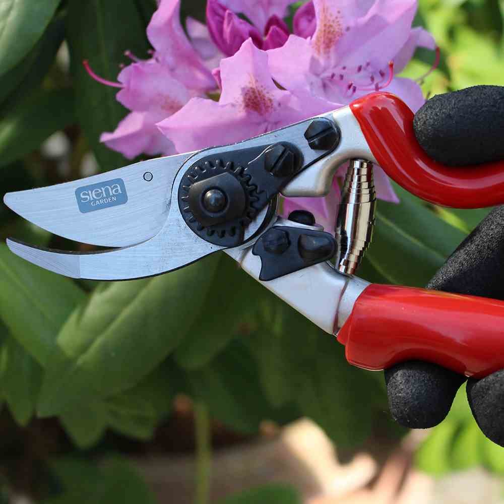 Siena Garden 691518 Premium Bypass à effiler de 7 RG