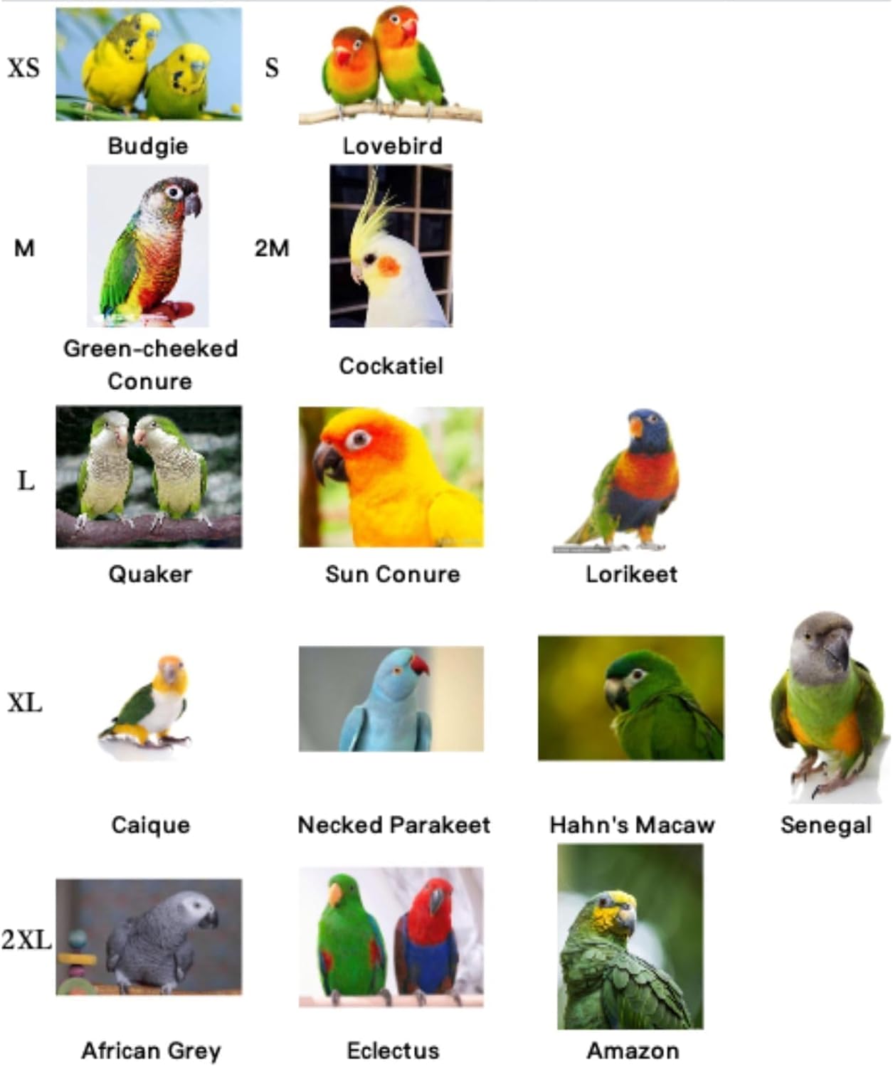 Parrot Neck Collar Pet Anti-bite Picking Feather Healing Protective Neck Cover Collar for Birds Conures Cockatiels Lovebirds Budgies Cockatoos African Grey Random Color (2XL)