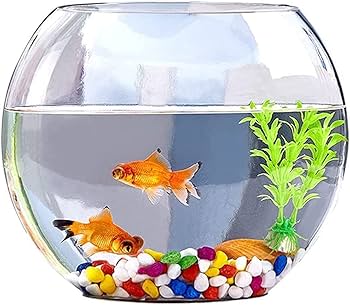 Amazon | 金魚鉢 ガラステラリウム テーブル ボウル 水槽 透明