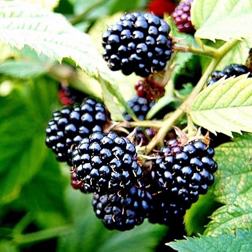 Plant Theory BlackBerry Merton Thornless Fruit Bush Rubus Fruiting Berry Shrub Plant 3L Pot