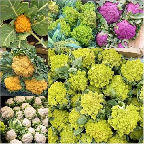 coliflor - semillas semillas de resistentes interior jardín orgánicas variedades antiguas jardín balcón 1000pcs