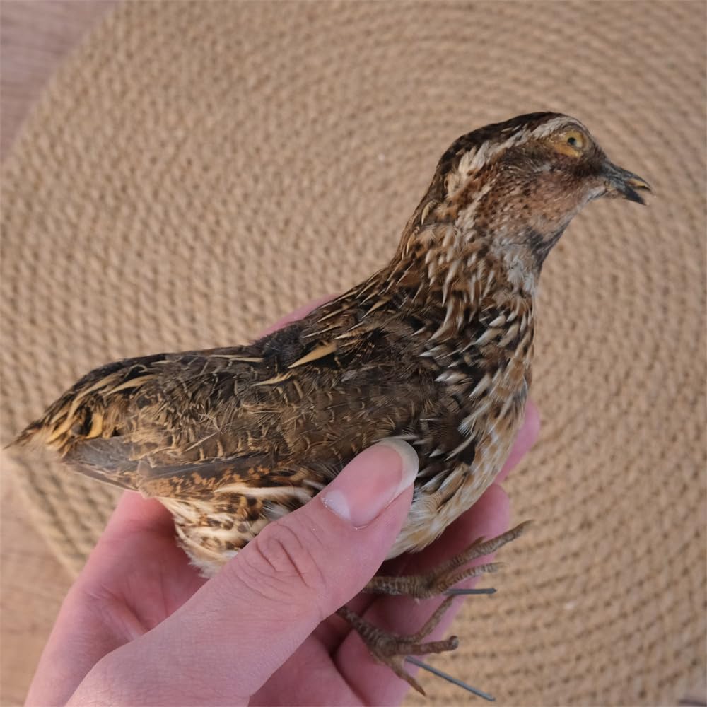 Genuine Quail Specimen Taxidermy - Real Bird for Dark Academia Decor, Oddity Collection, Science Classroom Study - Ethically Sourced Animal Mount(1pc)