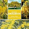 25 Graines Mimosa D'Hiver Acacia Dealbata - Plante Méditerranéenne Pour Jardin Ou Pot - Instructions FR