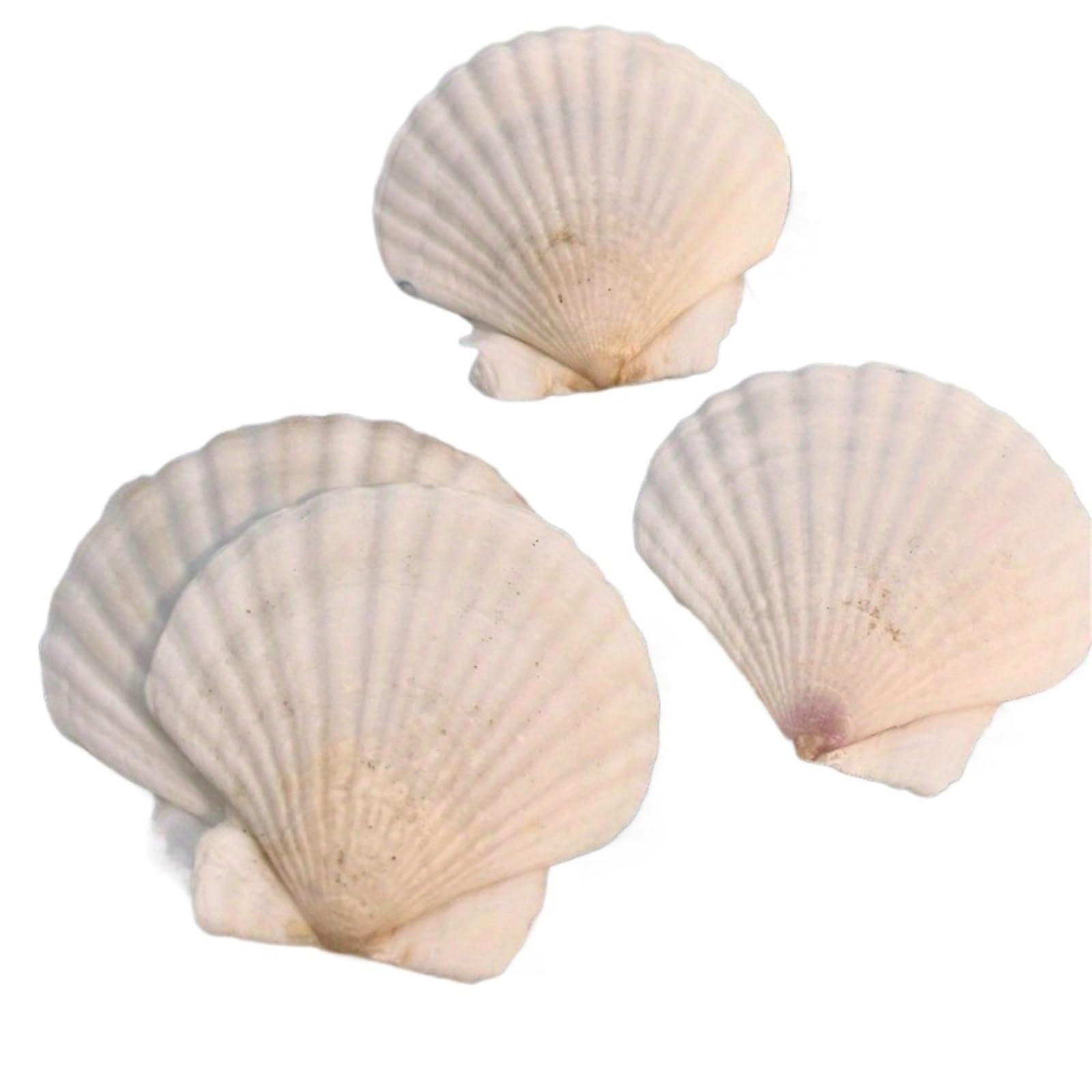 5pcs White Sea Shells For Aquarium Decor - Beach Decorations For Home, Ocean Seashells For Crafts