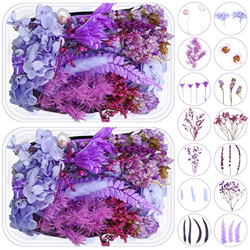 Flores secas moradas para manualidades y decoración 2 cajas