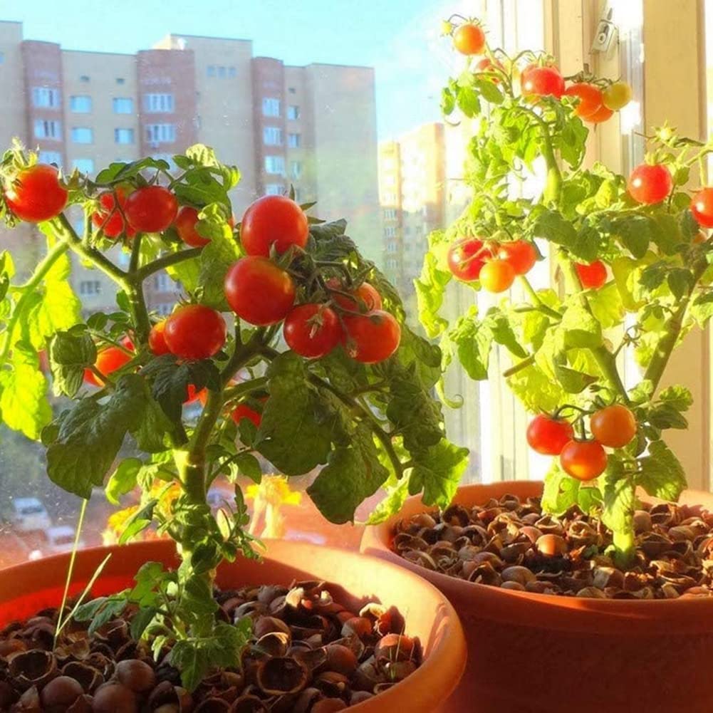Semi Di Pomodoro Nano Colorato Per Balcone – 4 Varietà, Confezione Da 20+ Semi – Valeyrac Exotics V129