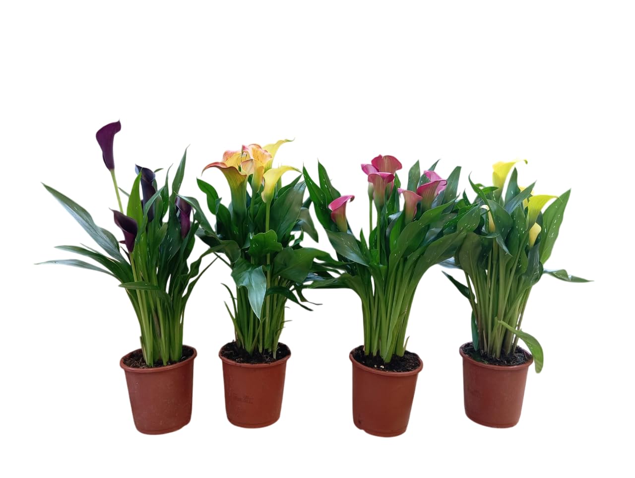 Lote de Calas en Flor (4 uds) – Ideal para Macetas o Jardineras de Exterior