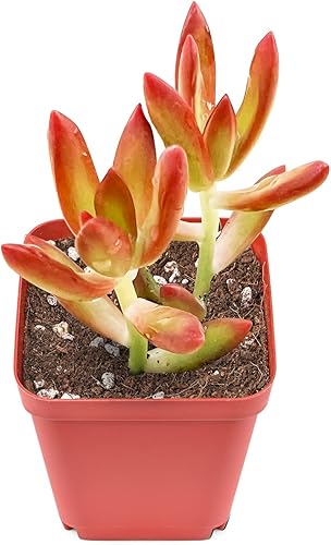 Sedum Adolphi 'Firestorm', 1 mini planta suculenta viva totalmente enraizada en macetas de inicio de 2 pulgadas con mezcla de tierra, planta de casa