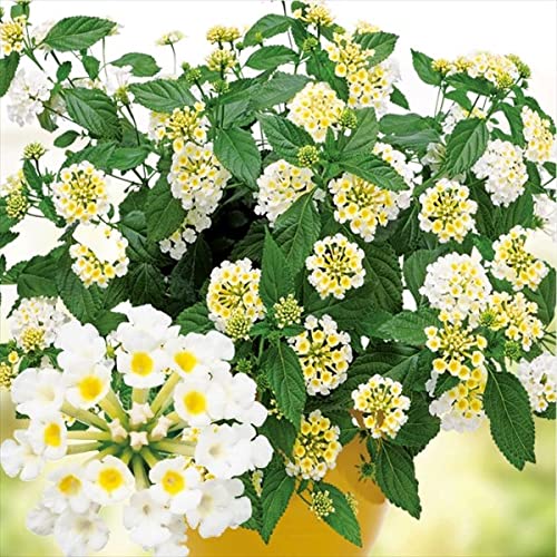 ランタナの育て方講座 植えてはいけない理由や花の色 形状など特徴もご紹介 暮らし の