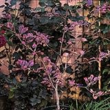 Semillas de haya europea, Fagus sylvatica, semillas Comprar un haya común en resistentes al exterior exóticas resistentes 10pcs