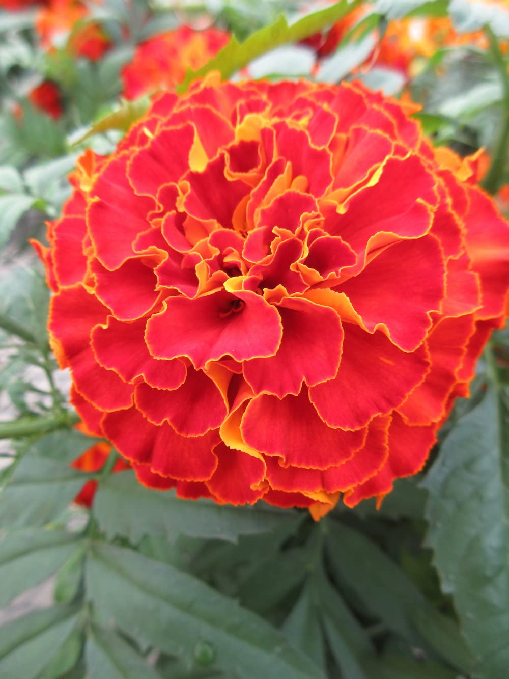 SRI SAI FORESTRY Golden Gate Marigold Flower Seeds (100 Seeds) For Home Garden, Terrace, Balcony, Home Decoration (B0B5YG9P1G) Amazon Price History, Amazon Price Tracker