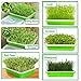 DTnature Seed Sprouter Wheatgrass Sprouting Tray BPA Free PP Sprouting Kit Big Capacity with Lid 13.4 x 9.84 x 4.2inch,Indoor Sprouter,Green