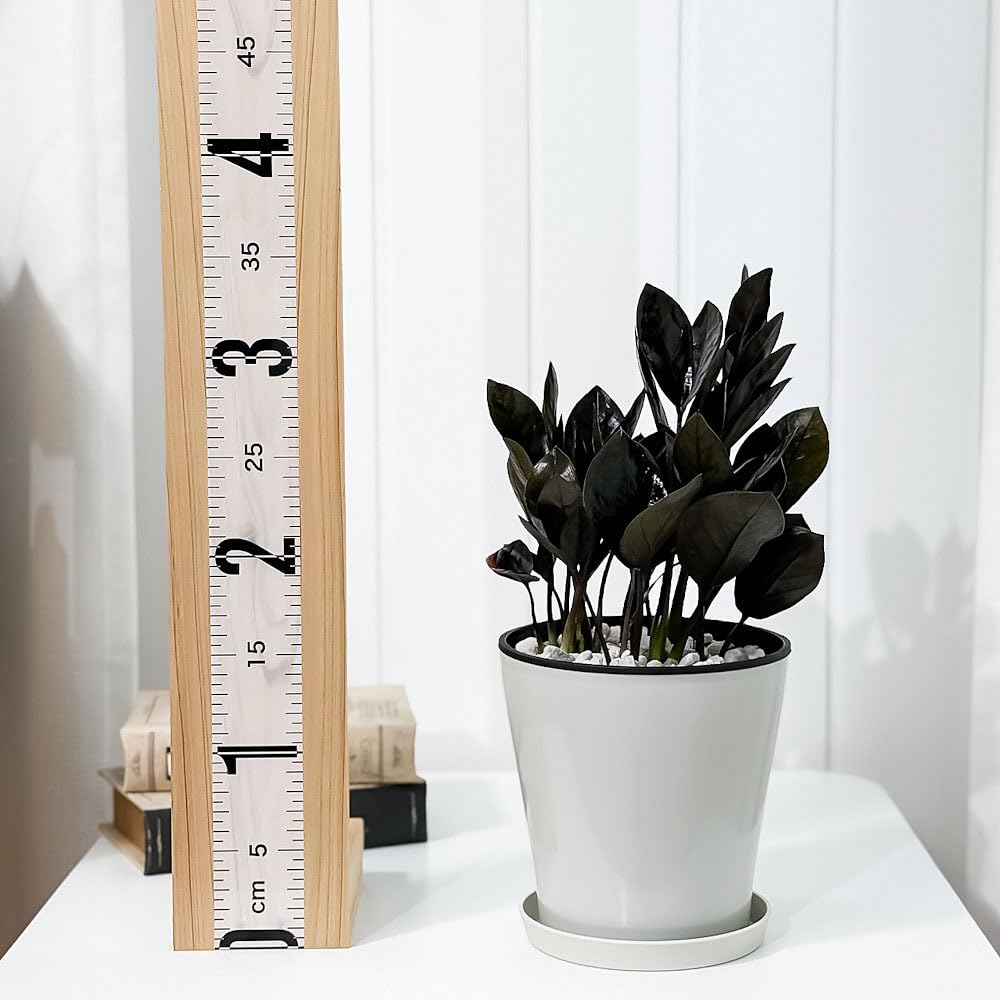 Amazon.co.jp: PLANCHU 観葉植物 ザミオクルカス レイブン 5号鉢 