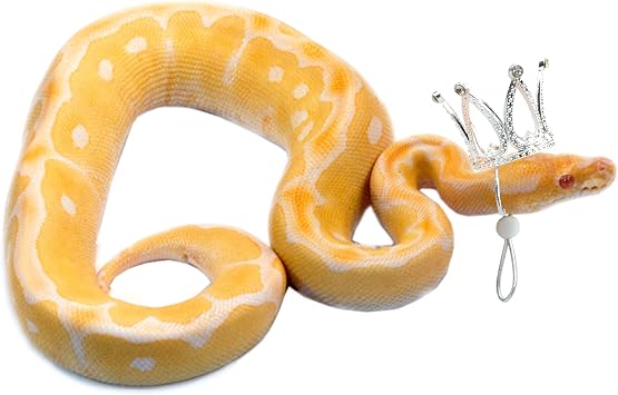 2 Pack Snake Crown with Adjustable Elastic Chin Strap for Ball Python Snake Tiny Pet Crown