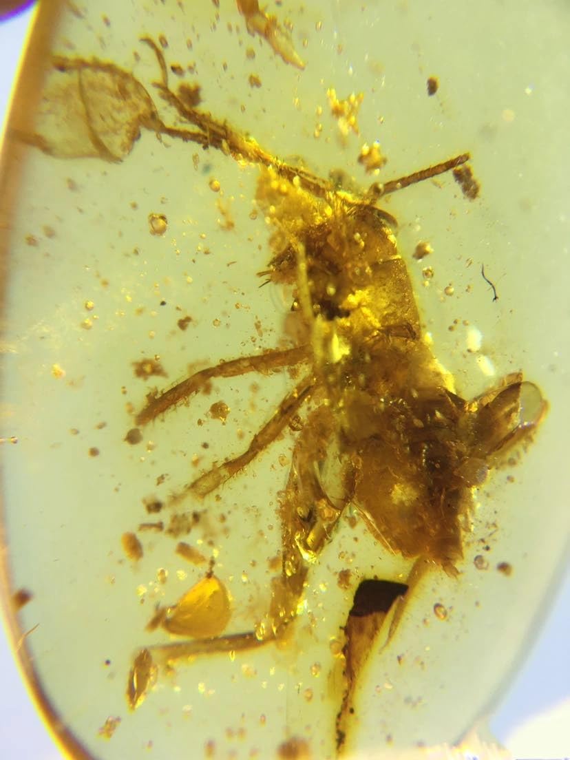 Rare Burmese burmite Cretaceous Cricket Insect Fossil Amber Myanmar