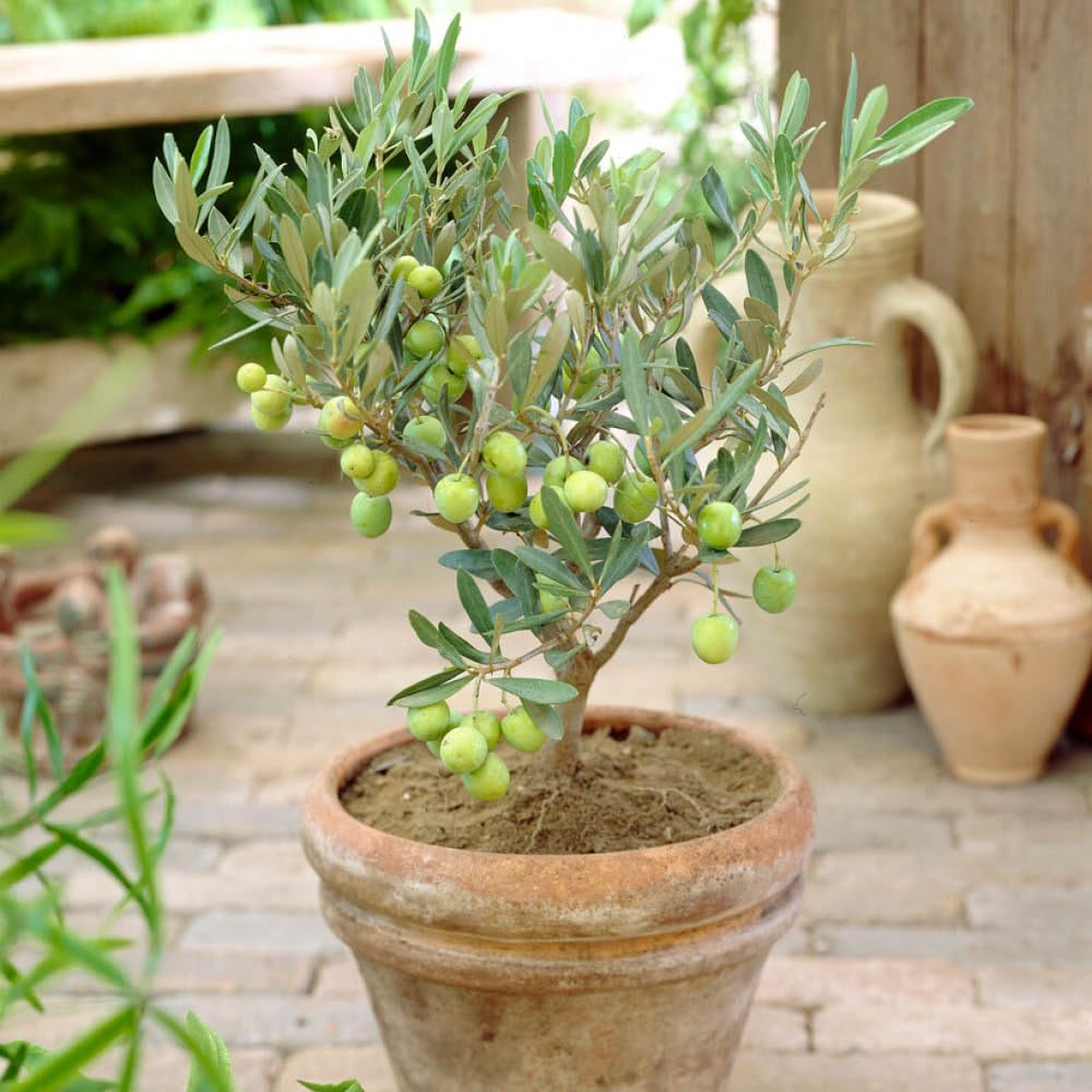 YouGarden Mini Standard Olive Tree in 13cm Pot, 20-30cm Tall, Ready to Display or Plant