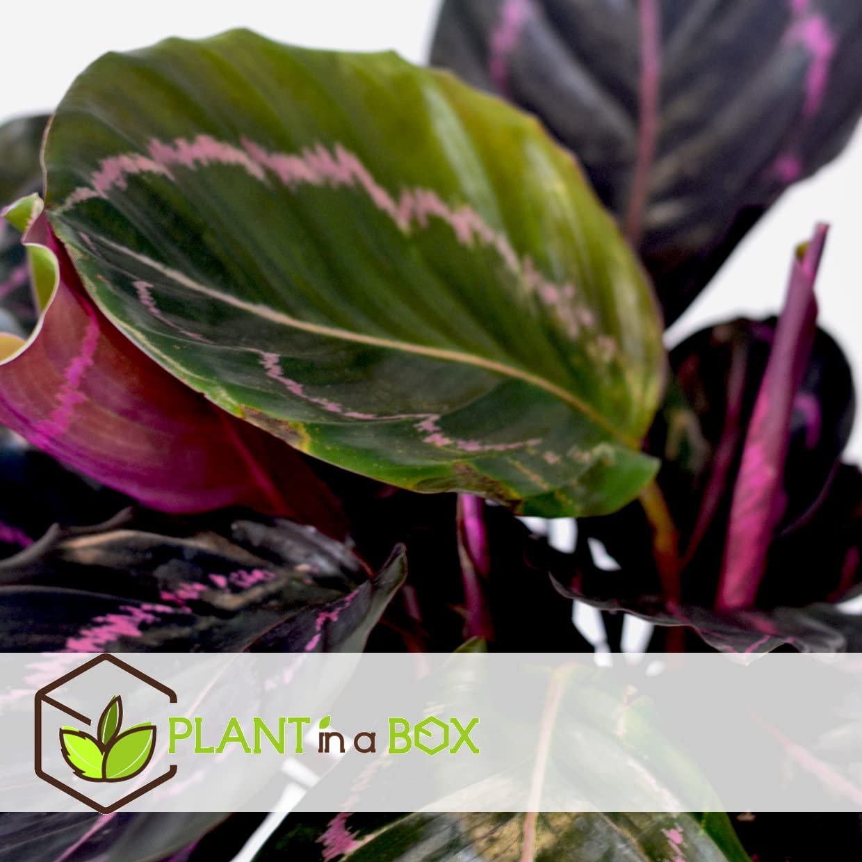 Plant in a Box - Calathea 'Dottie' - Korbmarante - Luftreinigende  Zimmerpflanze - Schnen Blttern - Topf 17cm - Hhe 30-40cm : Amazon.de:  Garten
