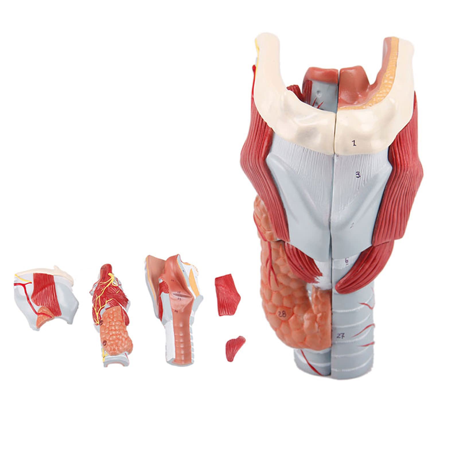 Buy K99 Ent Anatomical Model Human Larynx Model Laryngeal Muscle