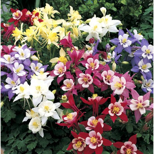 250 Columbine Dragonfly Hybrid Seeds