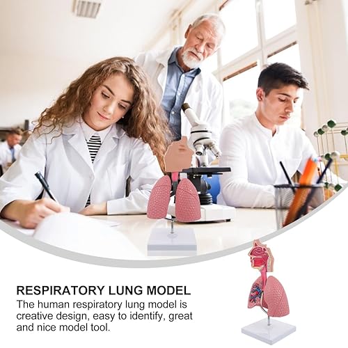 Miniatura 8 de Modelo 4D, modelo de pulmón respiratorio enseñanza con cabeza y pulmones, herramientas prácticas de estudio de modelos 3D para estudiantes de