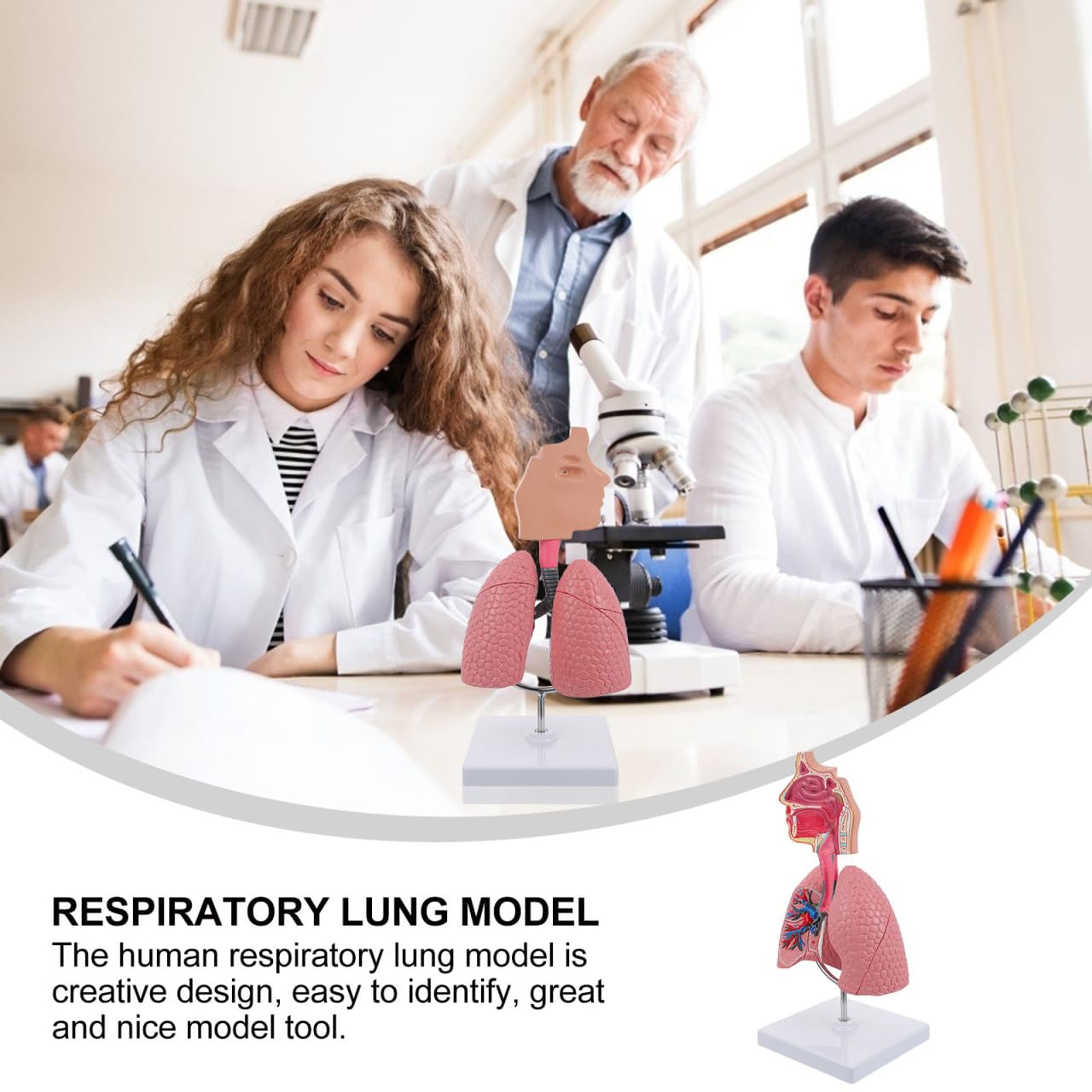 iplusmile Human Body Model, Atemwege Lunge Modell, Medizinische Atemwege Lunge Modell Anatomie Lehre Werkzeug Vorschule Ausbildung Display