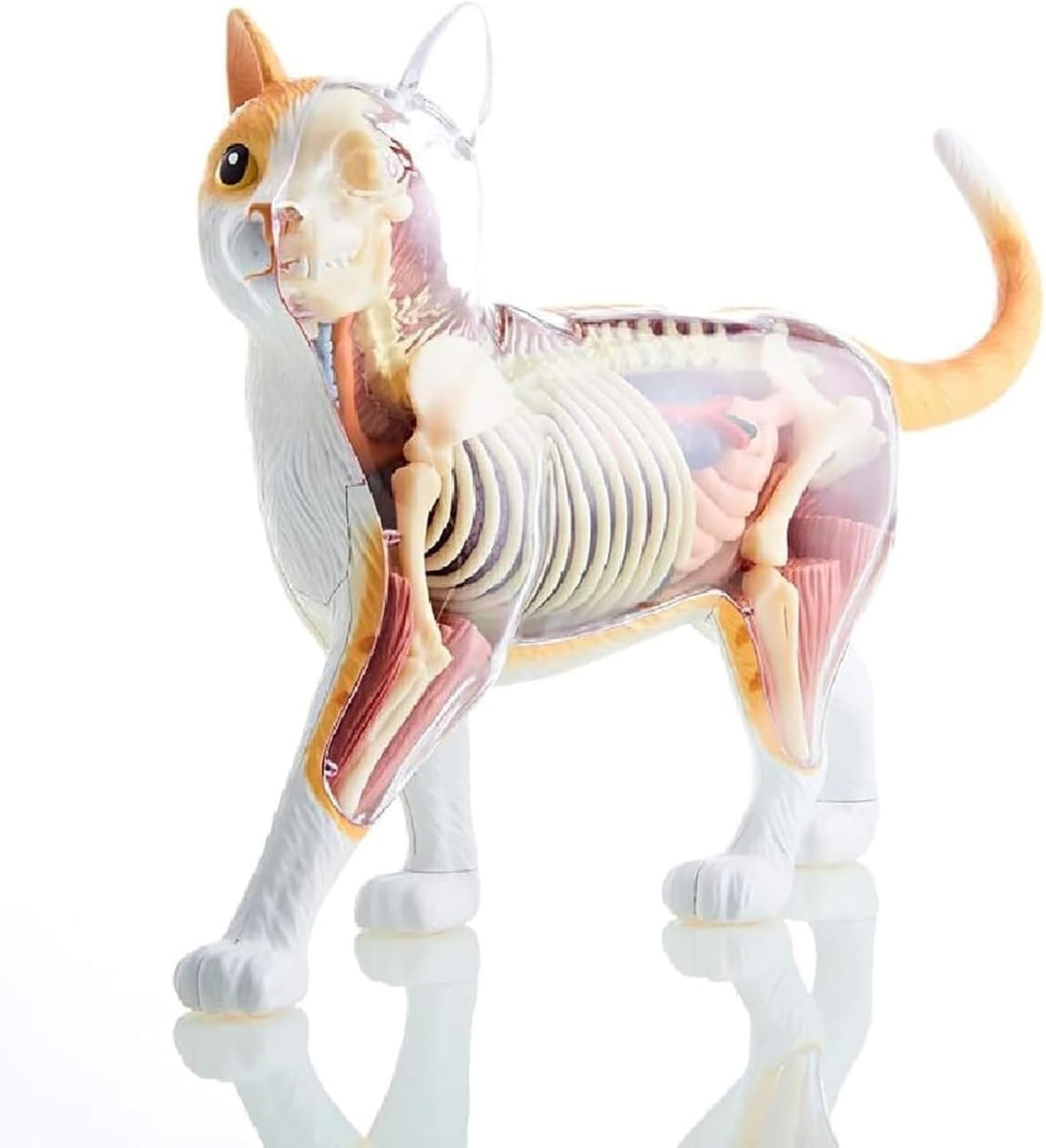 Amazon.co.jp: 猫の内臓解剖モデル、4Dオレンジトラ猫の骨格解剖モデル