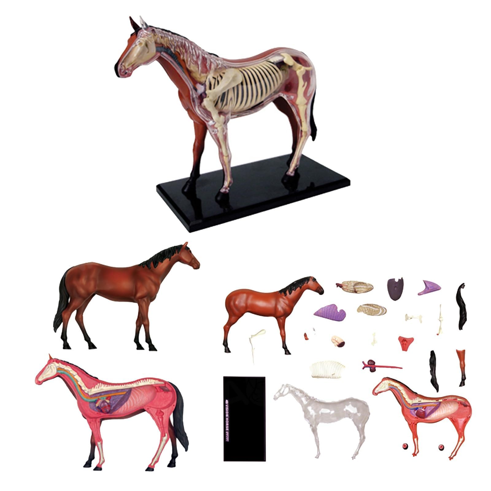 Modelo de Anatomía de Caballo Desmontable 4D, Modelo de Esqueleto de Animal Desarmable de 26 Partes para Enseñanza y Entrenamiento en Clínica Veterinaria
