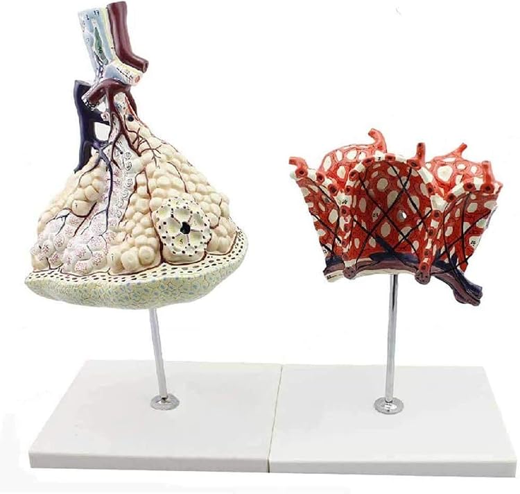 Alveolar Expansion Model Anatomical Model Of Human Lung Model ...