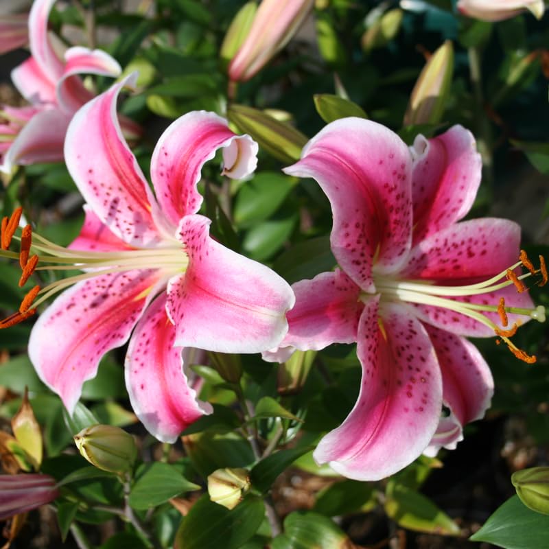 Amazon.com : Stargazer Lilies Flower Bulbs Jumbo Pack - 10