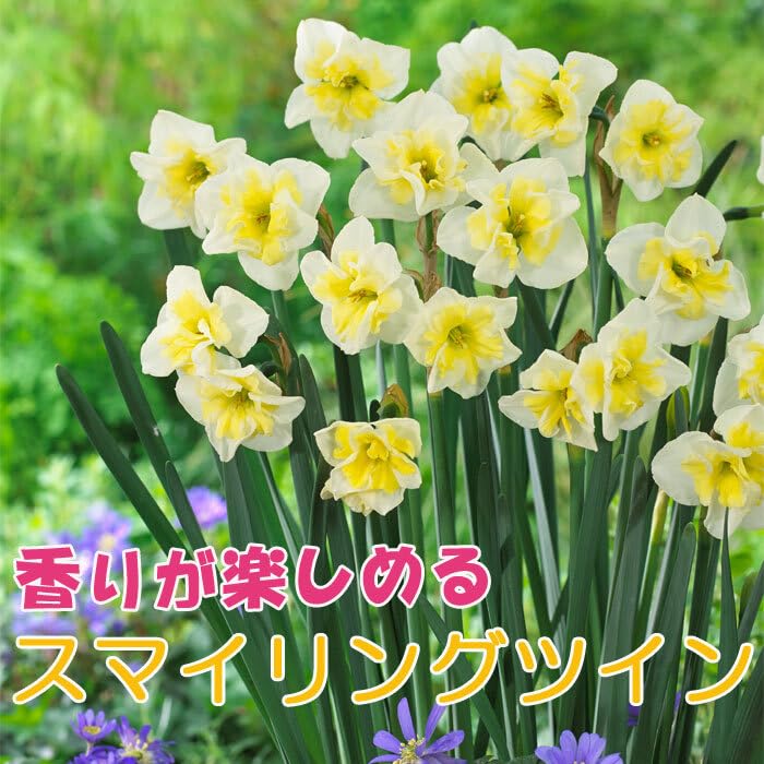 Amazon.co.jp: 花香る 水仙 球根 【 スマイリングツイン 】2球