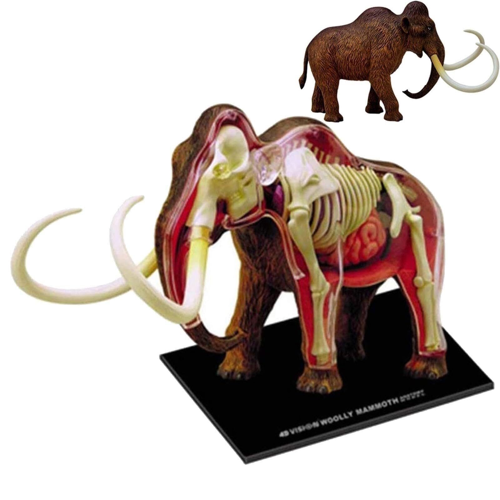 Maquette d'anatomie d'éléphant 4D AMITD 30 pièces pour l'étude médicale